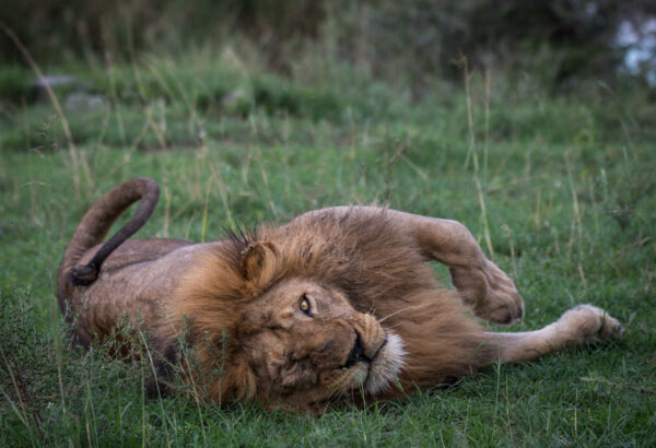 Wild at Heart Safari