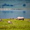 10 Reasons a Tanzania Safari is the Best Vacation Ever