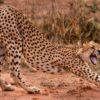 Guide for Planning Your First Safari