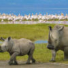 Love is in the Air Valentine's Day 2025 Safari - Image 8