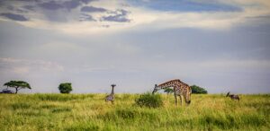 10 Things to Check Off Your Bucket List on a Safari in Tanzania