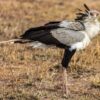 11-day "Birding with Bryan" Photosafari - Image 4