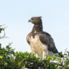11-day "Birding with Bryan" Photosafari - Image 5
