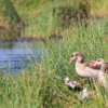 11-day "Birding with Bryan" Photosafari - Image 3