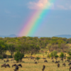 11-day "Birding with Bryan" Photosafari - Image 2