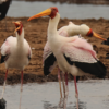 11-day "Birding with Bryan" Photosafari - Image 6