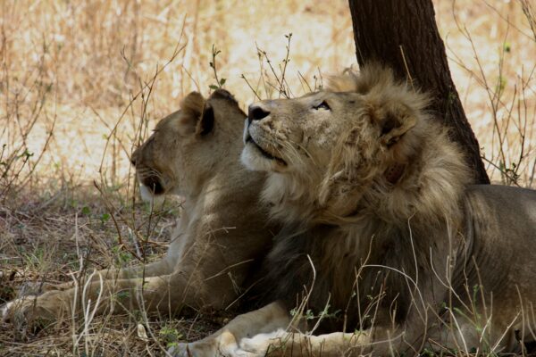 Into The Wild Safari