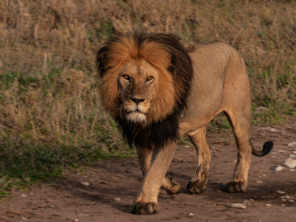 Tanzania History, Island, and Wildlife Safari (2026)