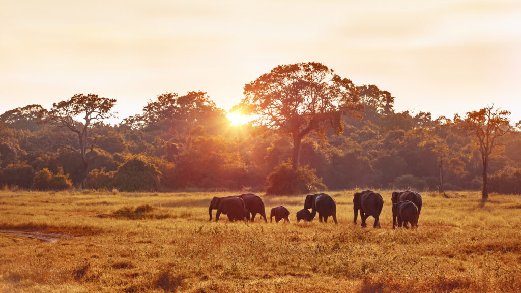 healing hearts safari elephants walking during golden hour