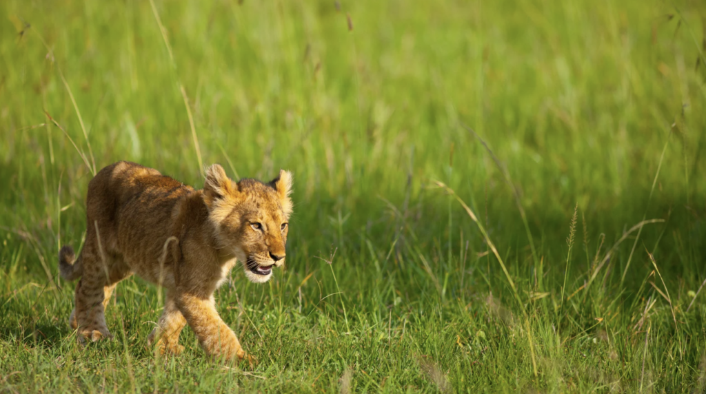 WILD CONNECTIONS BABY LION CUB GREEN SEASON WANDERFUL TANZANIA MARCH 2026 SAFARI