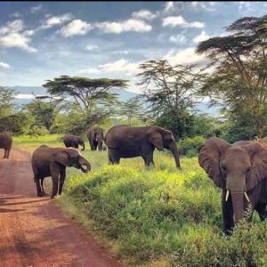 Wild Awakenings Safari