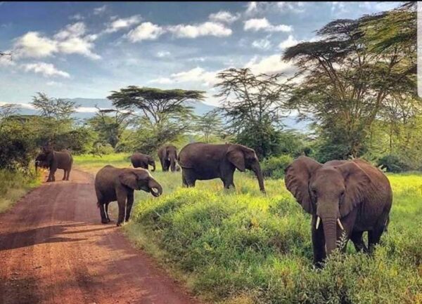 Wild Awakenings Safari