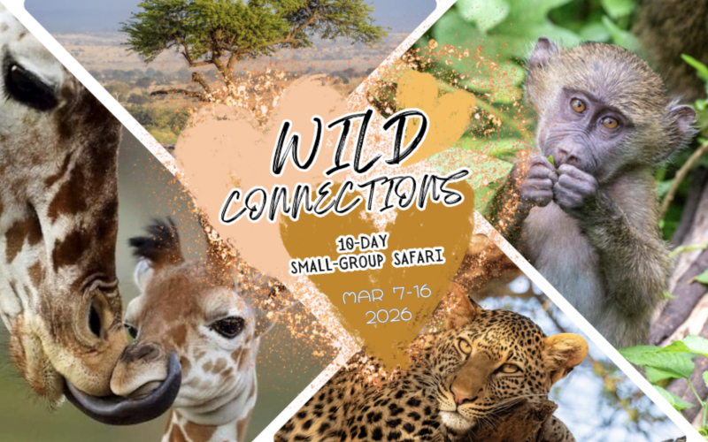 WILD CONNECTIONS SAFARI WANDERFUL TANZANIA MARCH 2026 WILD CONNECTIONS SAFARI WANDERFUL TANZANIA MARCH 2026